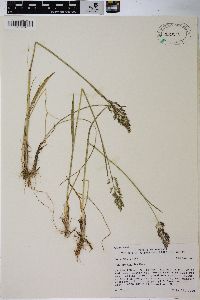 Poa epilis image