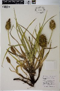 Carex macrocephala image