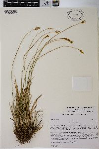 Carex davyi image