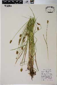 Carex bebbii image