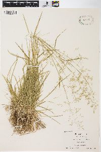 Poa sylvestris image