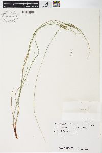 Carex swanii image