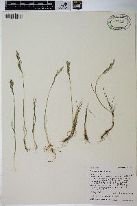 Poa abbreviata var. pattersonii image