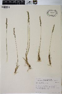 Poa abbreviata var. pattersonii image