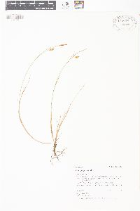 Carex paupercula image