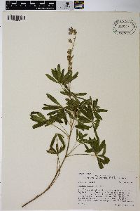 Lupinus sericeus image