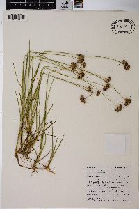 Juncus longistylis var. longistylis image