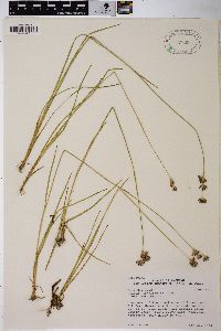 Juncus longistylis var. longistylis image