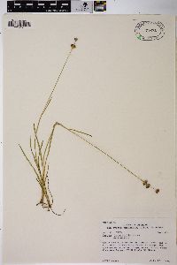 Juncus longistylis image