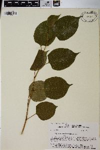 Reynoutria japonica image