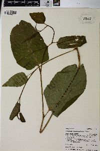 Reynoutria japonica image