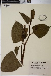 Reynoutria japonica image