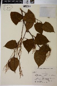 Reynoutria japonica image