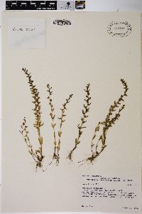 Veronica peregrina subsp. xalapensis image