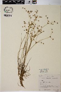 Juncus diffusissimus image