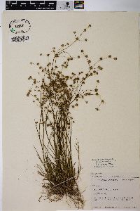 Juncus diffusissimus image