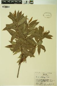 Salix caroliniana image