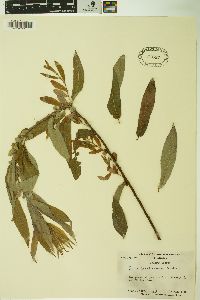 Salix caroliniana image