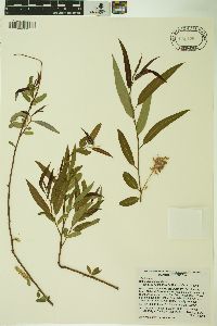 Salix caroliniana image