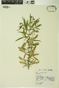 Salix caroliniana image