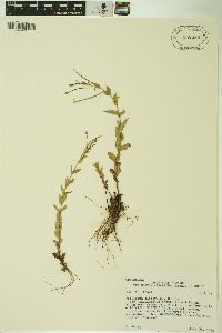 Epilobium glaberrimum subsp. fastigiatum image