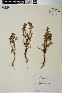 Polygonum erectum image