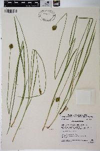 Carex abrupta image