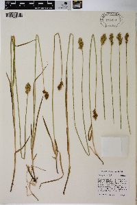 Carex praticola image