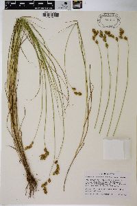 Carex scoparia var. scoparia image