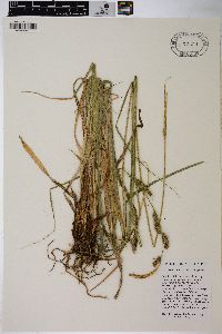 Carex sartwelliana image