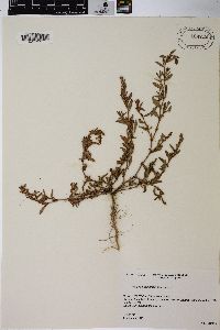 Polygonum arenastrum image