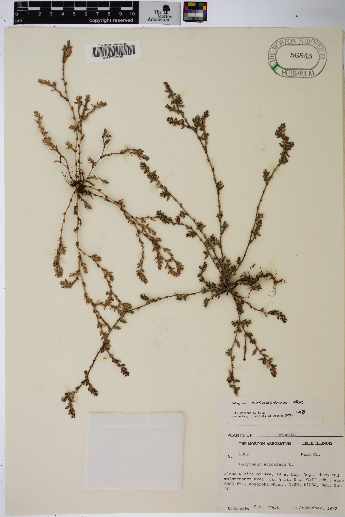 Polygonum arenastrum image