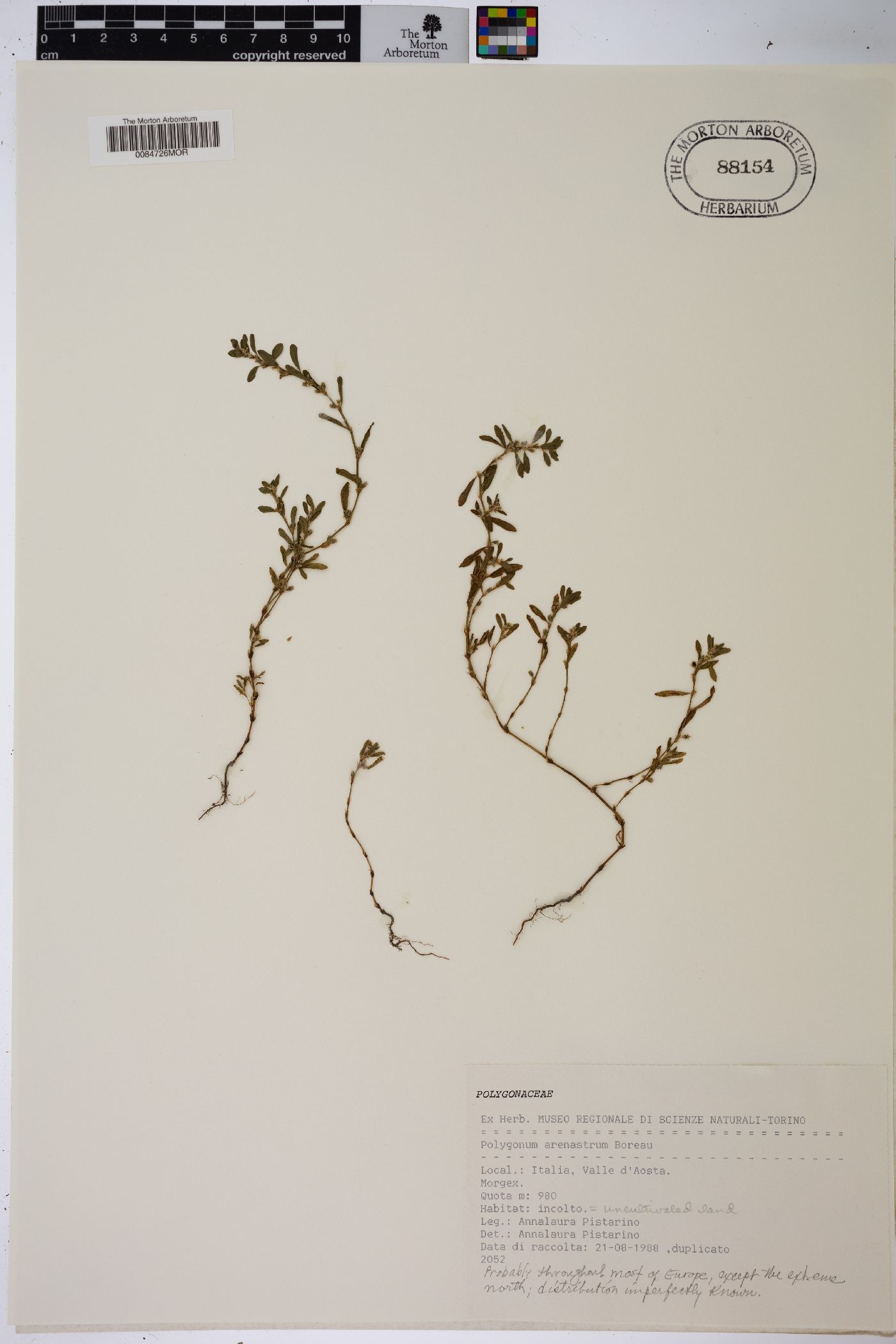 Polygonum arenastrum image