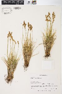 Carex phaeocephala image