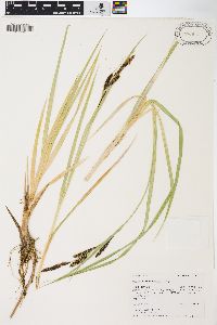 Carex nebrascensis image