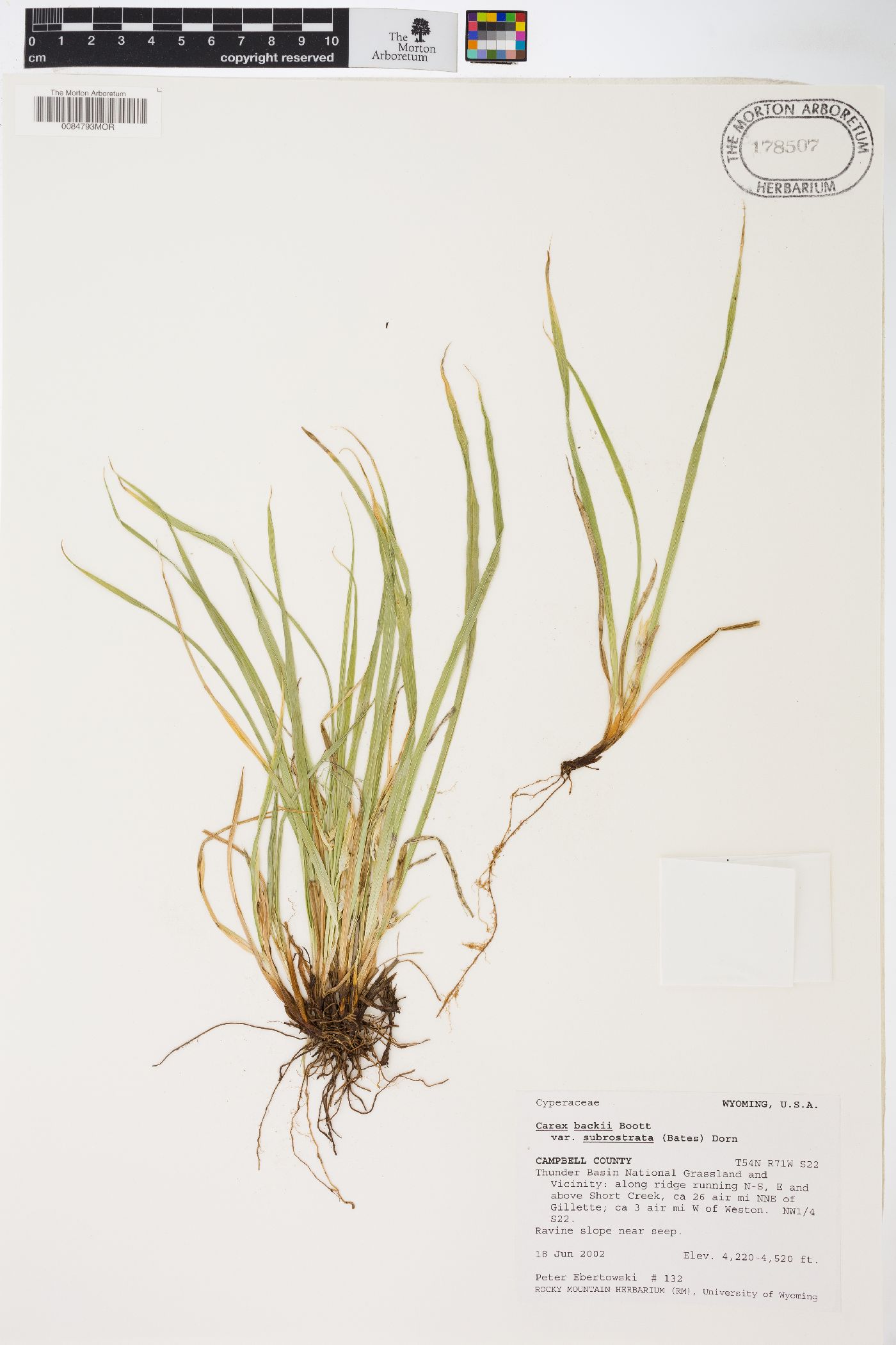 Carex backii var. subrostrata image