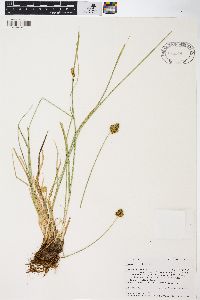 Carex hoodii image