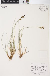 Carex raynoldsii image