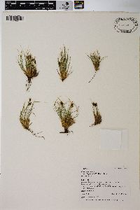 Carex nardina var. hepburnii image