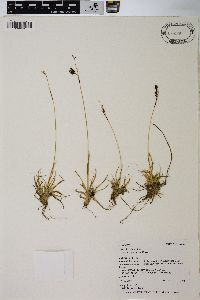 Carex luzulina var. atropurpurea image