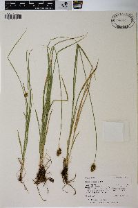 Carex hoodii image