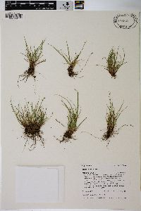 Carex rossii image