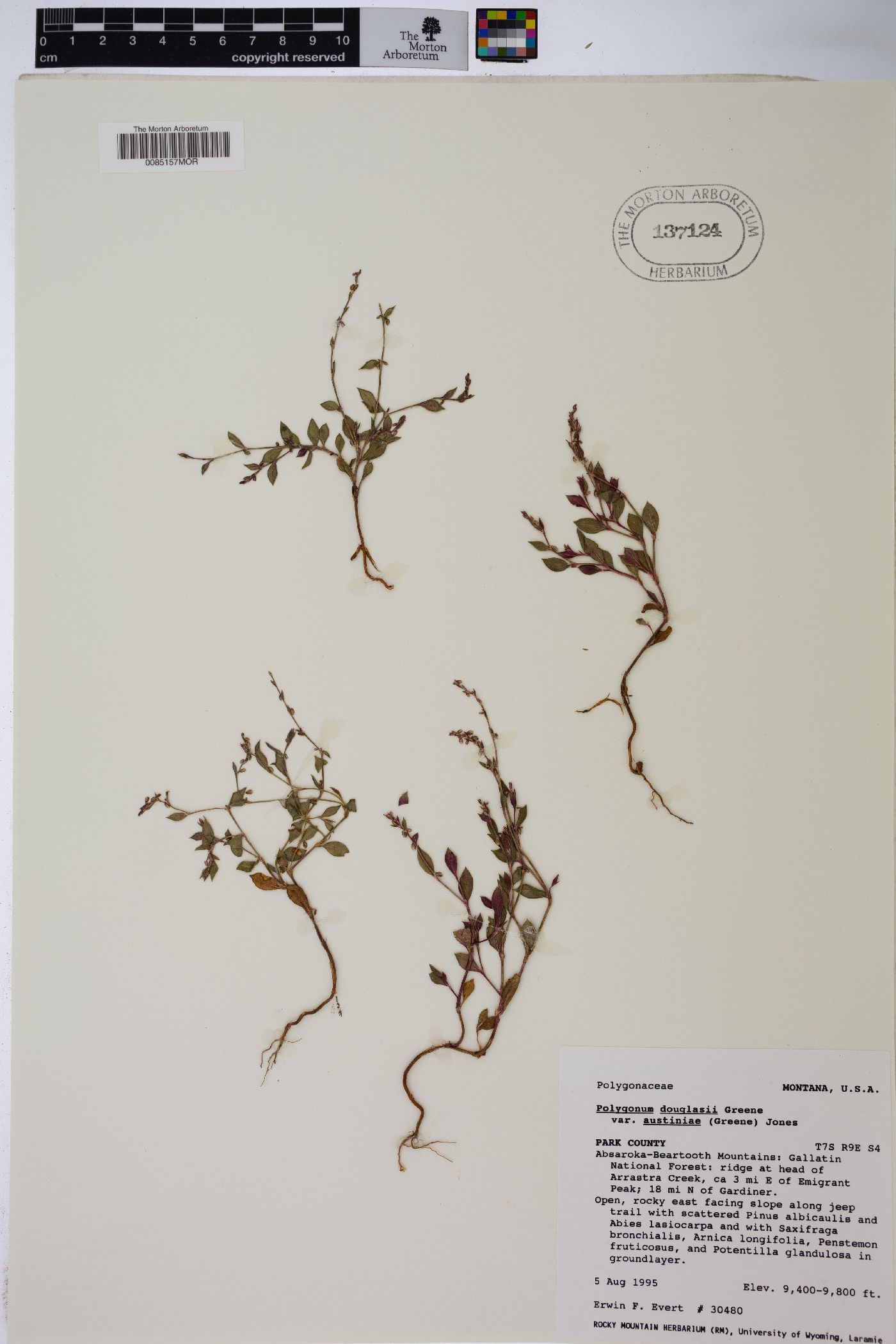 Polygonum douglasii var. austiniae image