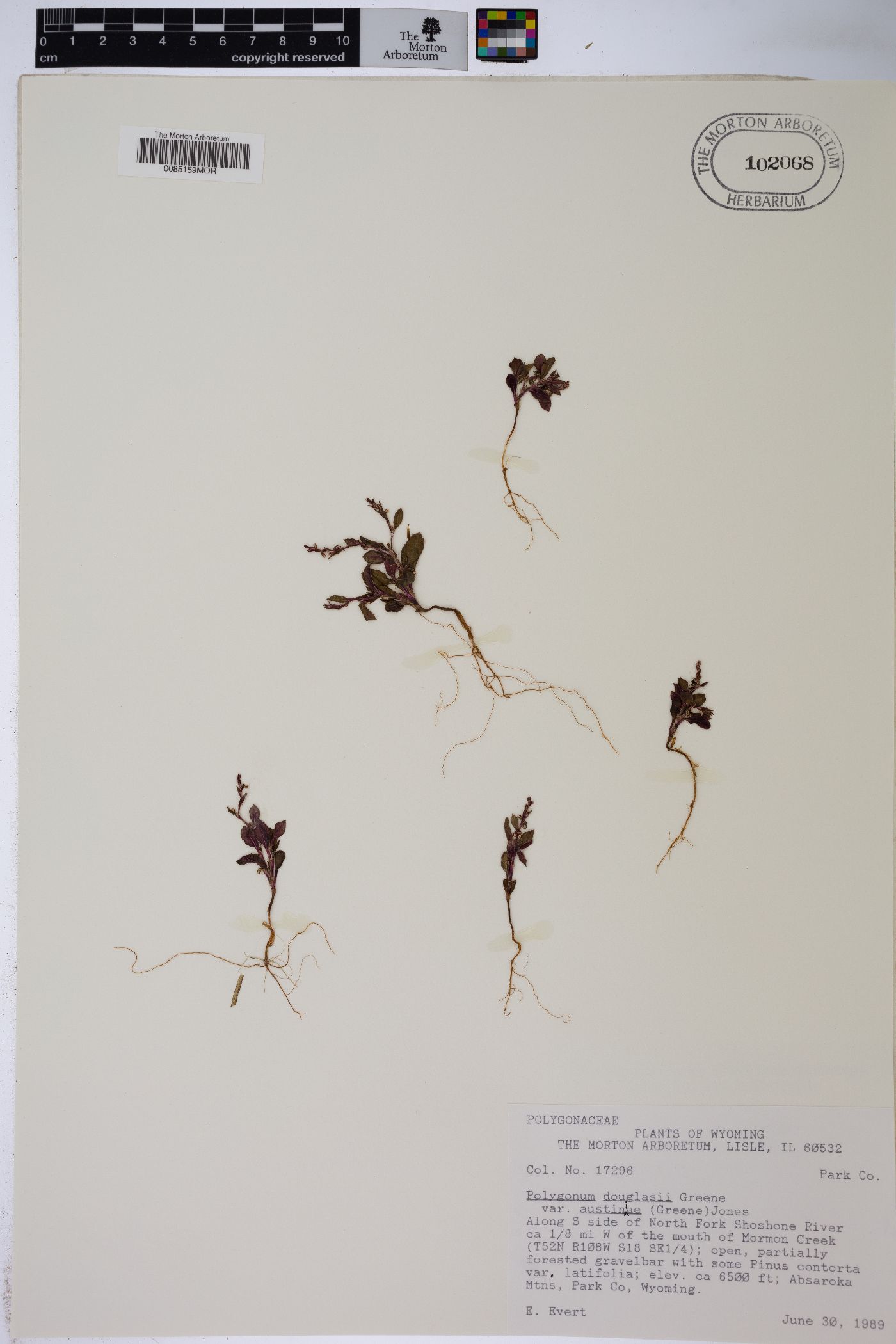 Polygonum douglasii var. austiniae image
