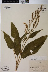 Persicaria orientalis image