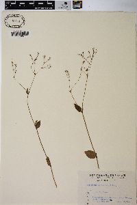 Polygonum muricatum image