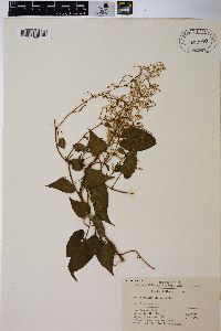 Polygonum multiflorum image