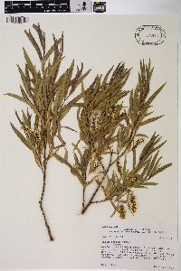 Salix exigua var. exigua image