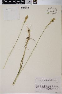 Poa epilis image