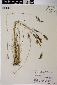 Poa epilis image